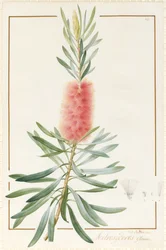 Metrosyderos Glauca, 1812 (wc és testszín grafit felett, pergamen)